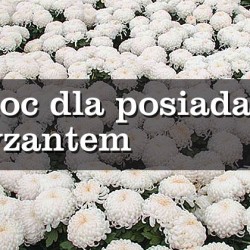 Gmina Inowrocław - 102. rocznica urodzin Kazimierza Malickiego
