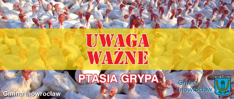 Gmina Inowrocław - Ognisko ptasiej grypy w powiecie inowrocławskim