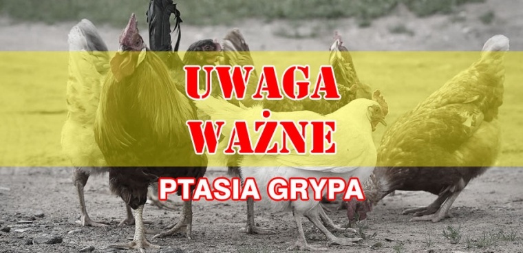 Gmina Inowrocław - Ptasia grypa na terenie naszej gminy