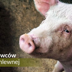 Gmina Inowrocław - Profilaktycznie i świątecznie w Cieślinie