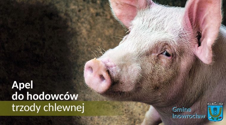 Gmina Inowrocław - Apel do hodowców trzody chlewnej