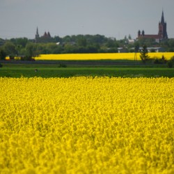 Gmina Inowrocław - Kwitnie kujawskie słońce