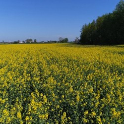 Gmina Inowrocław - Kwitnie kujawskie słońce