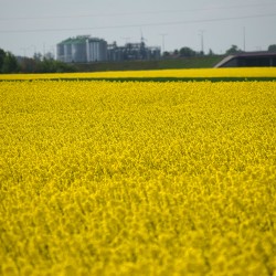 Gmina Inowrocław - Kwitnie kujawskie słońce