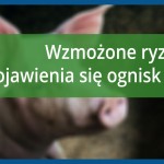 Wzmożone ryzyko pojawienia się ognisk ASF