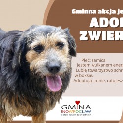 Gmina Inowrocław - Trwa akcja „Karma wraca”