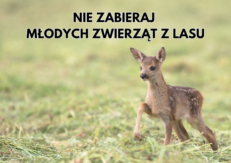 Gmina Inowrocław - Nie zabieraj młodych zwierząt z lasu