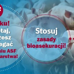 Gmina Inowrocław - Składka na ubezpieczenie wypadkowe, chorobowe i macierzyńskie w I kwartale 2025 r.